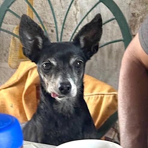 Trudy, a Adoptable mixed breed in Sherwood, OR image 4/6