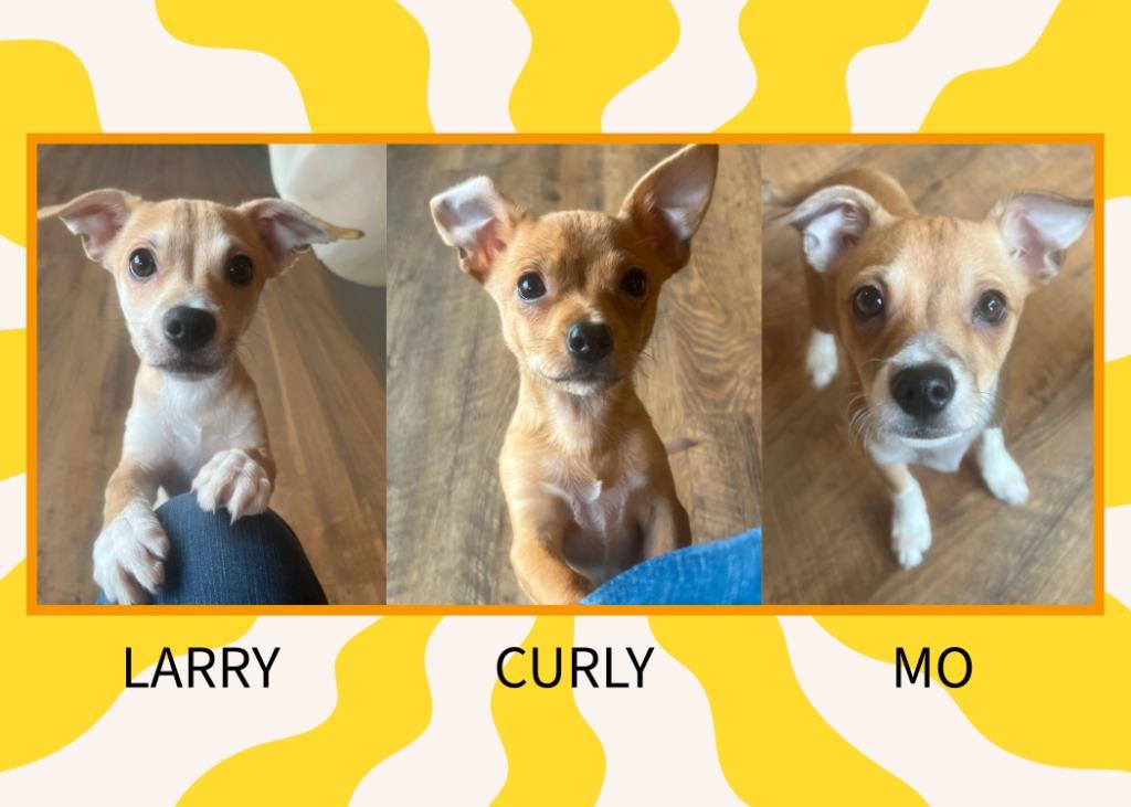 Larry Curly and Mo, Adoptable, Puppy Male Chihuahua.