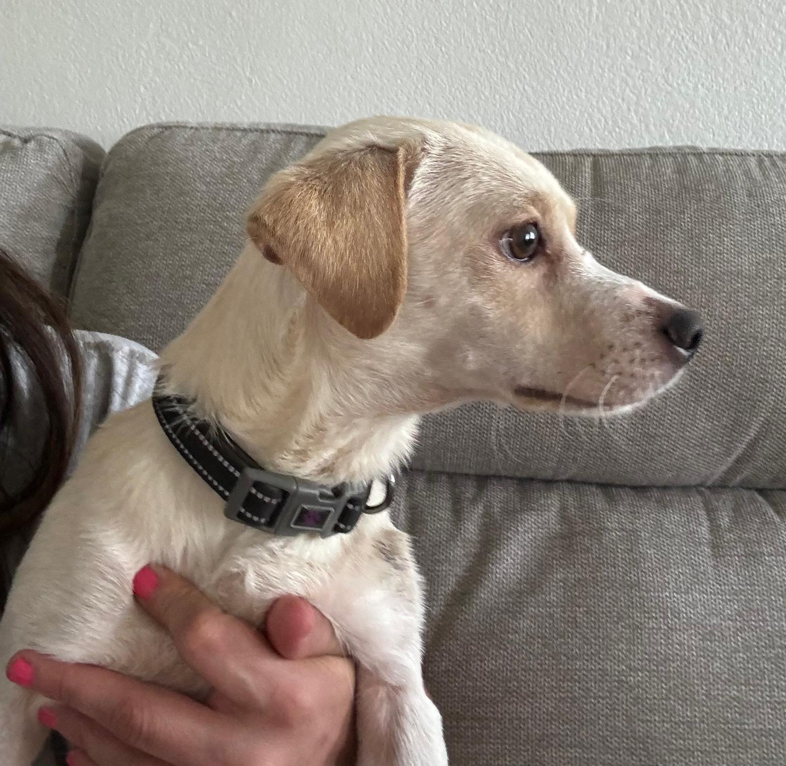 Enlarge Bartox, a ADOPTABLE mixed breed in New York, NY image 3/6