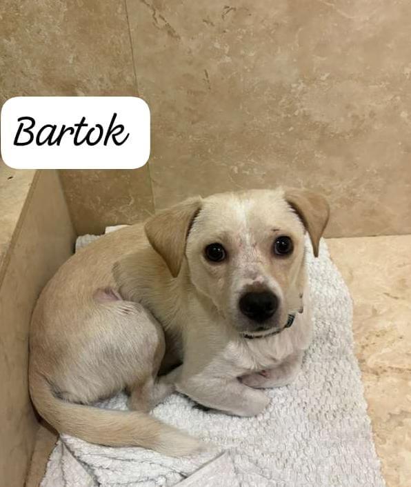 Enlarge Bartox, a ADOPTABLE mixed breed in New York, NY image 4/6