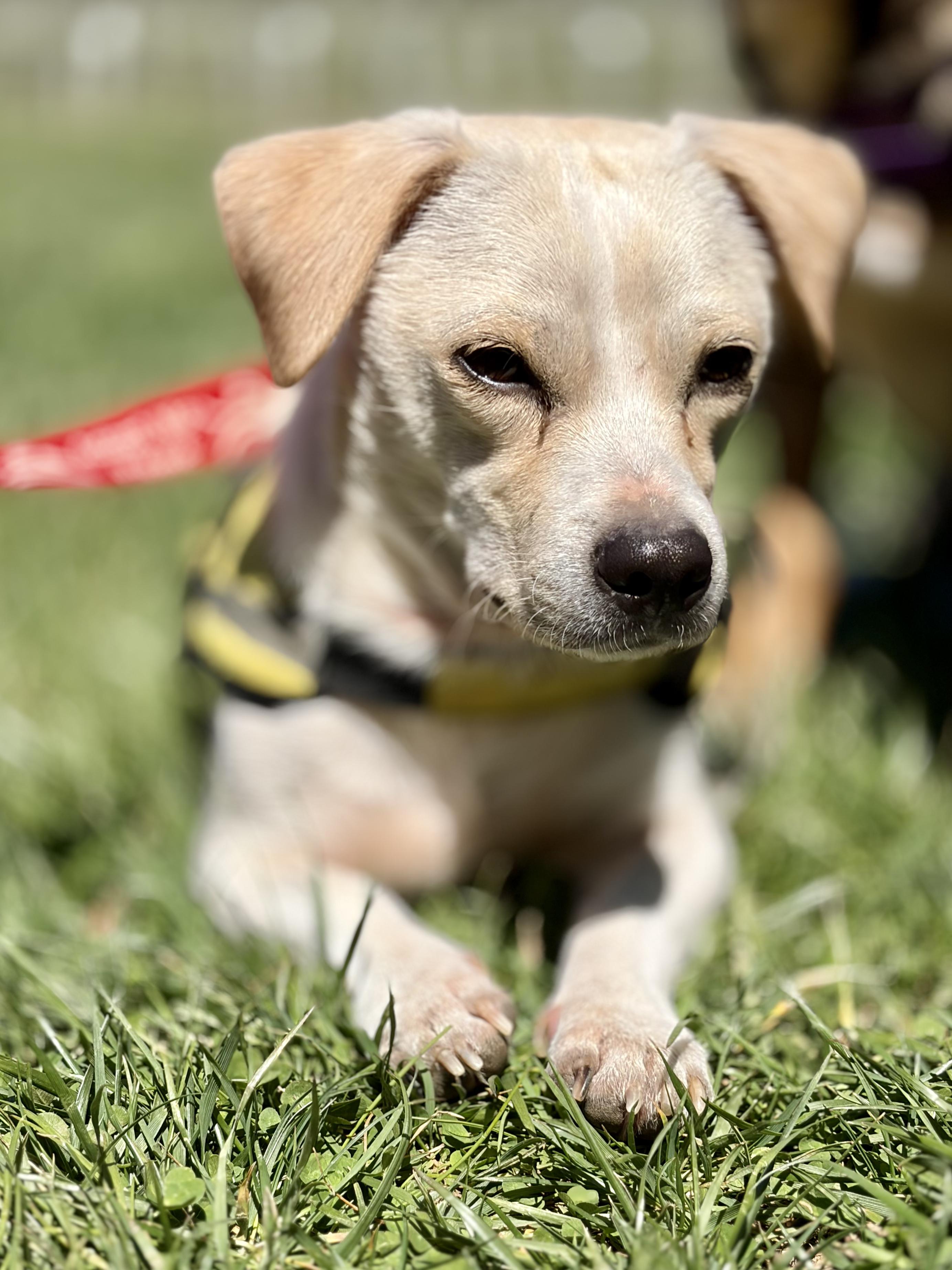 Enlarge Bartox, an adoption pending mixed breed in New York, NY image 5/6