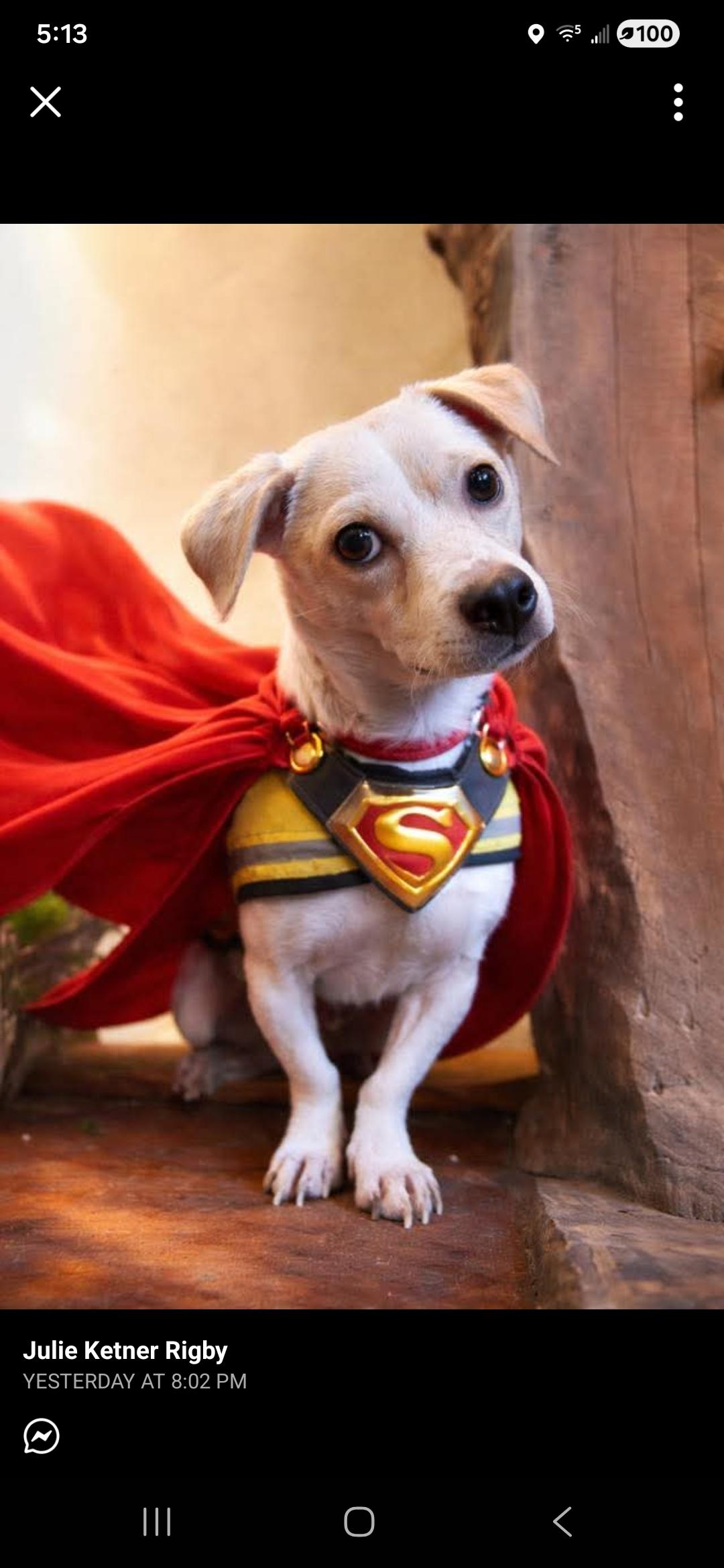 Bartox, ADOPTABLE, Young Male Chihuahua.