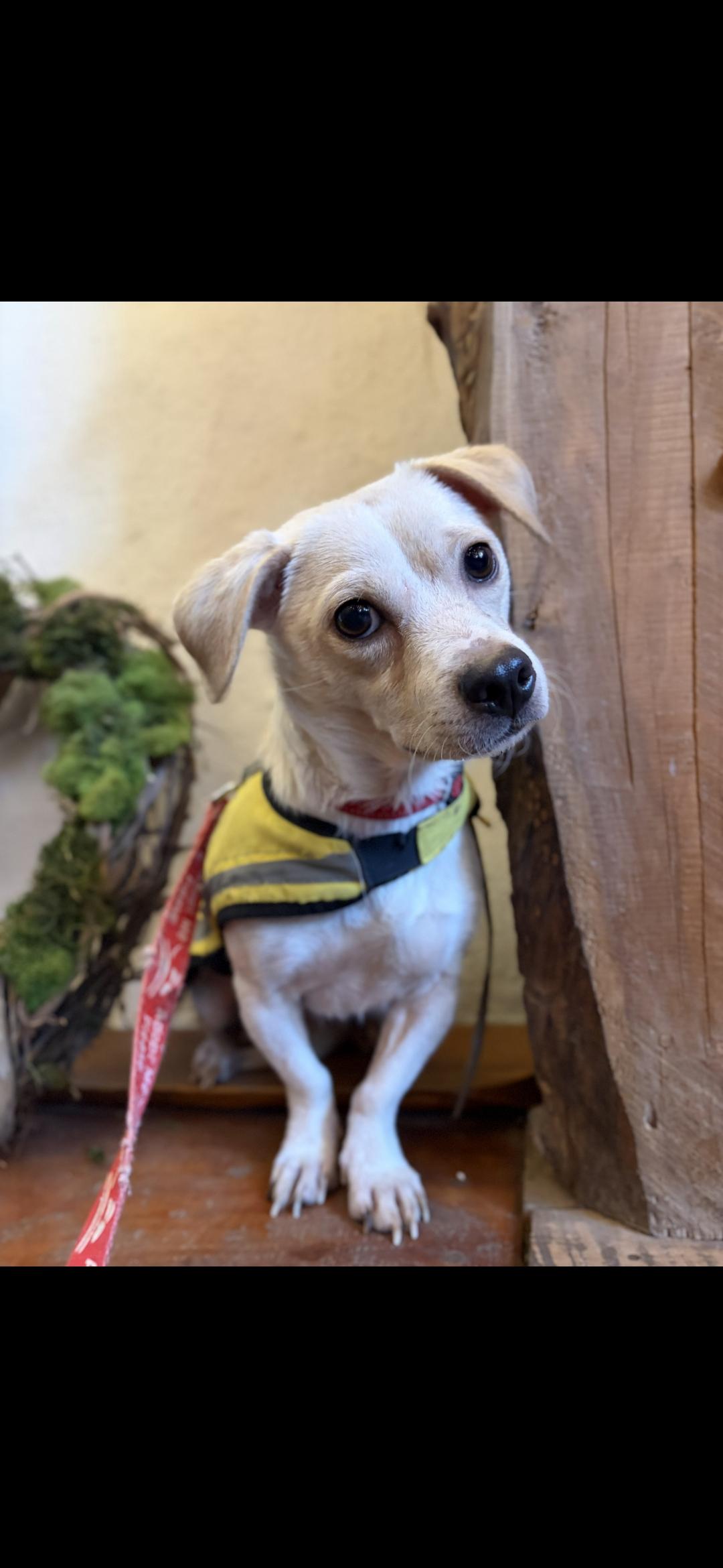 Enlarge Bartox, a ADOPTABLE mixed breed in New York, NY image 2/6