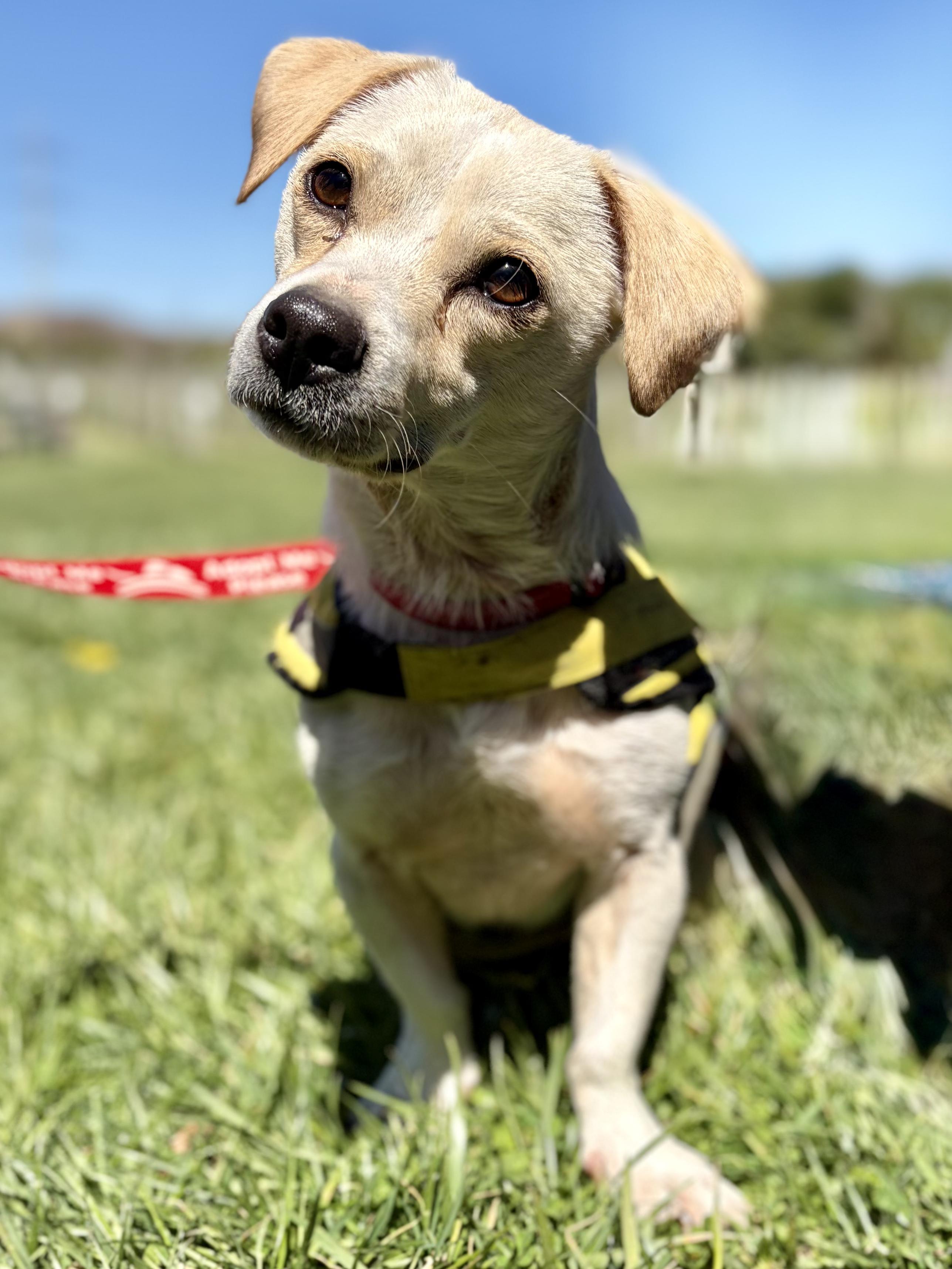 Enlarge Bartox, an adoption pending mixed breed in New York, NY image 6/6