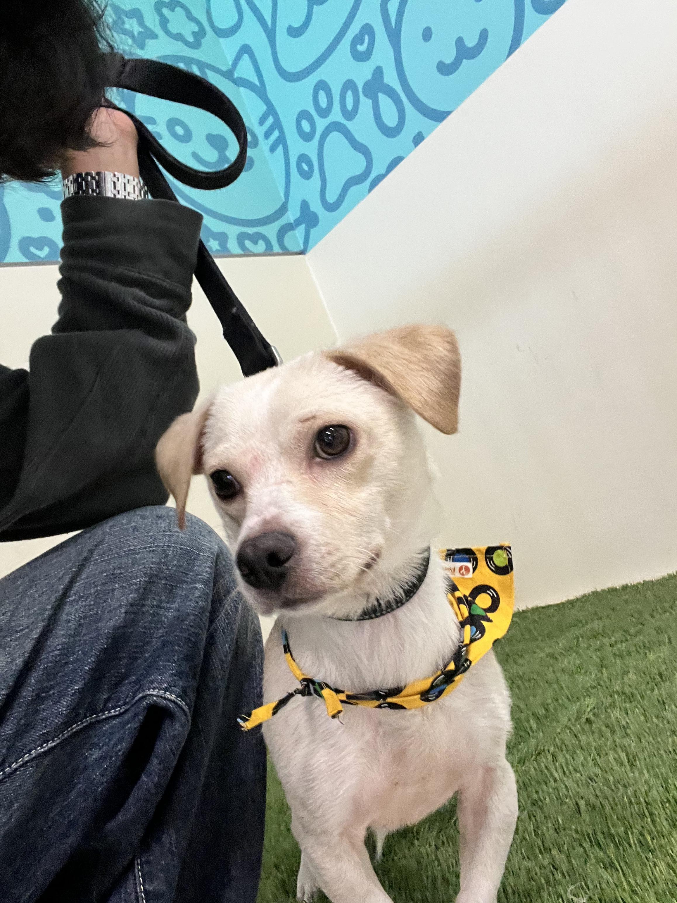 Enlarge Bartox, a ADOPTABLE mixed breed in New York, NY image 6/6