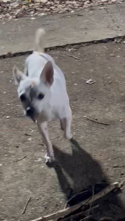 Enlarge Bartox, a ADOPTABLE mixed breed in New York, NY video 5/6