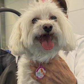 Khloe, adopted, Senior Female Maltese.