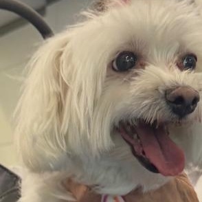 Enlarge Khloe, an adopted Maltese in Boca Raton, FL image 2/2