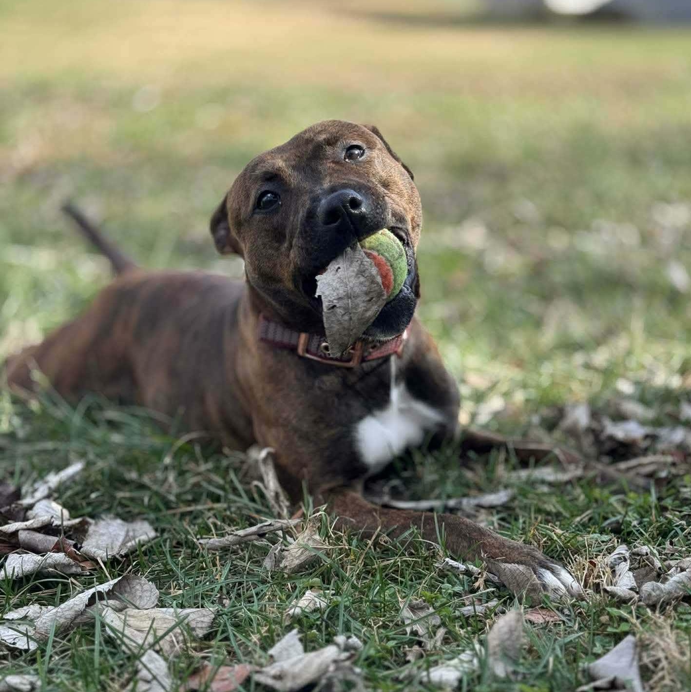 Enlarge Stella, a other Mixed Breed in Harrodsburg, KY image 4/6