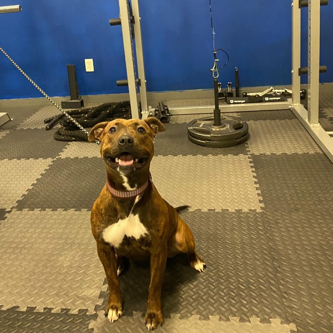 Enlarge Stella, a other Mixed Breed in Harrodsburg, KY image 6/6