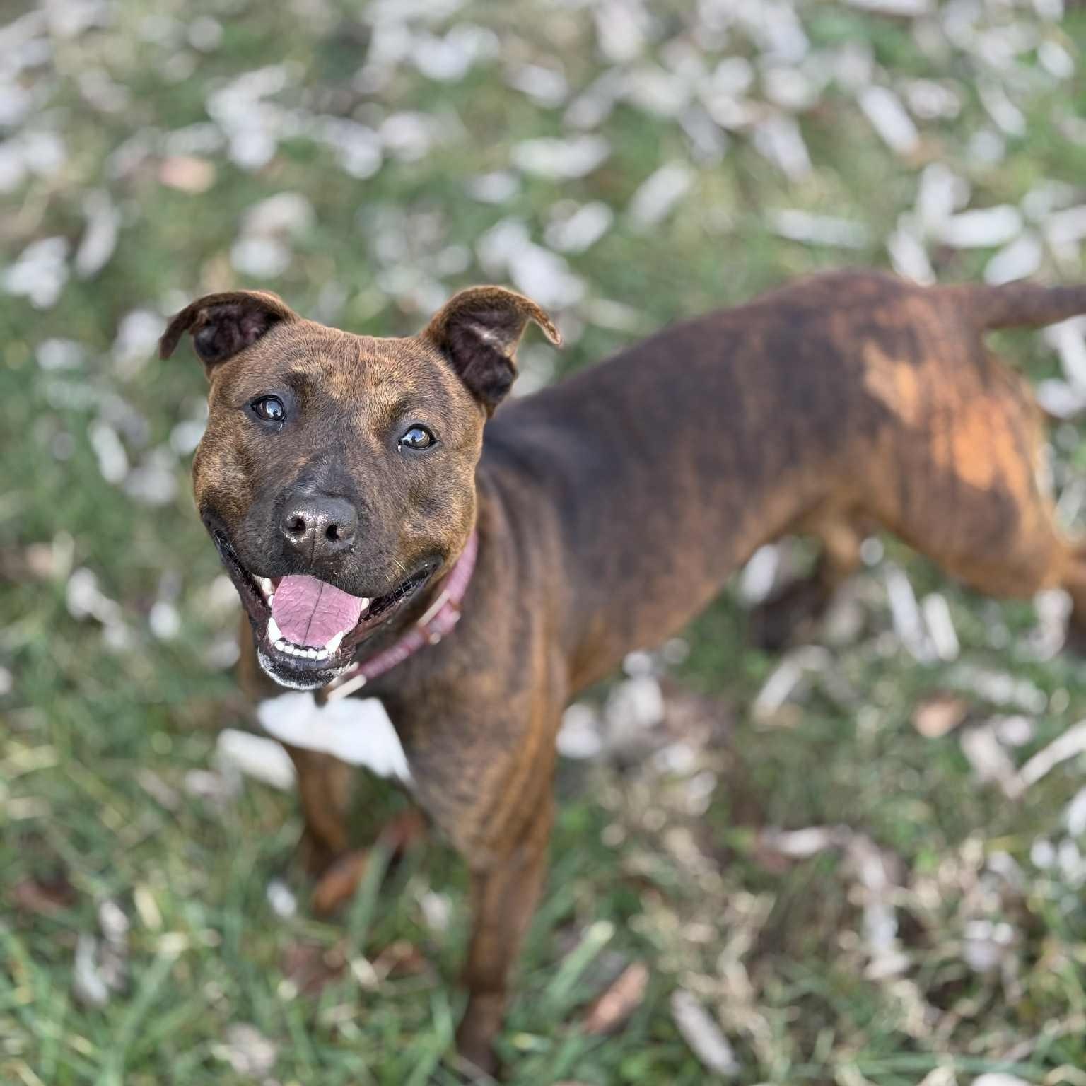 Enlarge Stella, a other Mixed Breed in Harrodsburg, KY image 2/6
