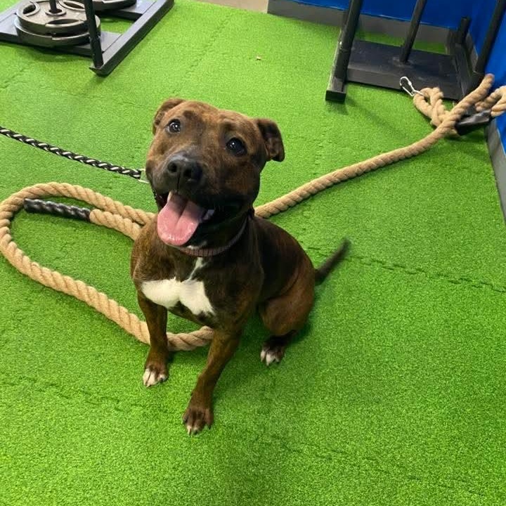 Enlarge Stella, a other Mixed Breed in Harrodsburg, KY image 3/6