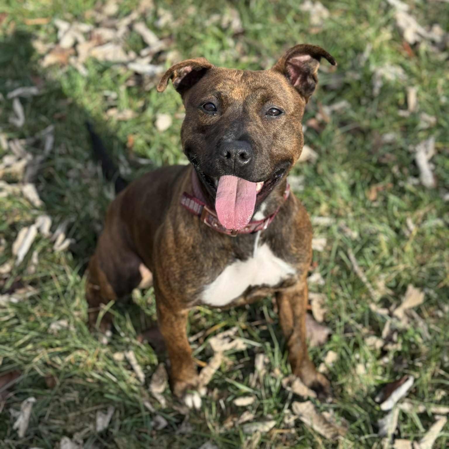 Stella, Adoptable, Adult Female Mixed Breed.