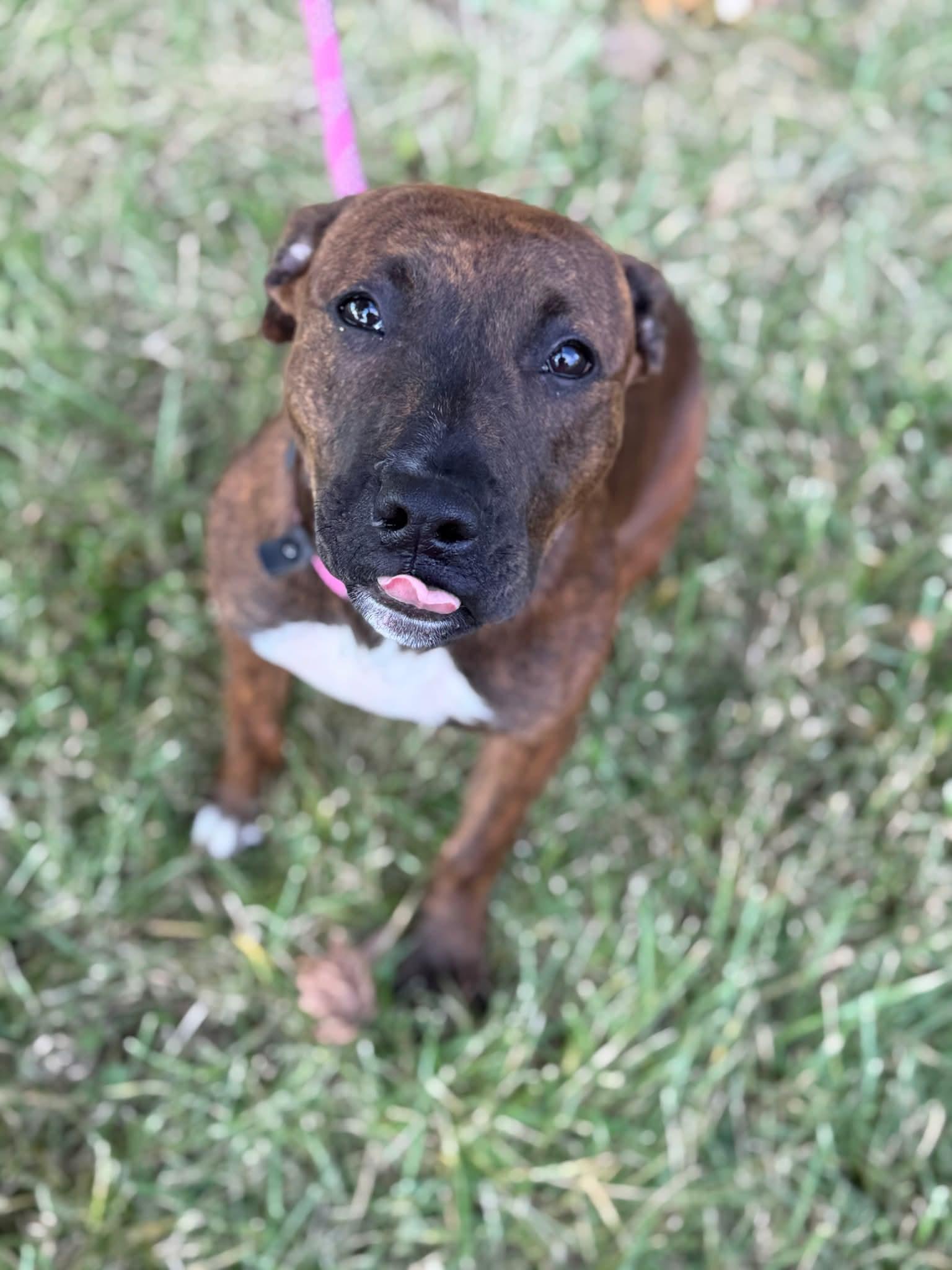 Enlarge Stella, a other Mixed Breed in Harrodsburg, KY image 5/6