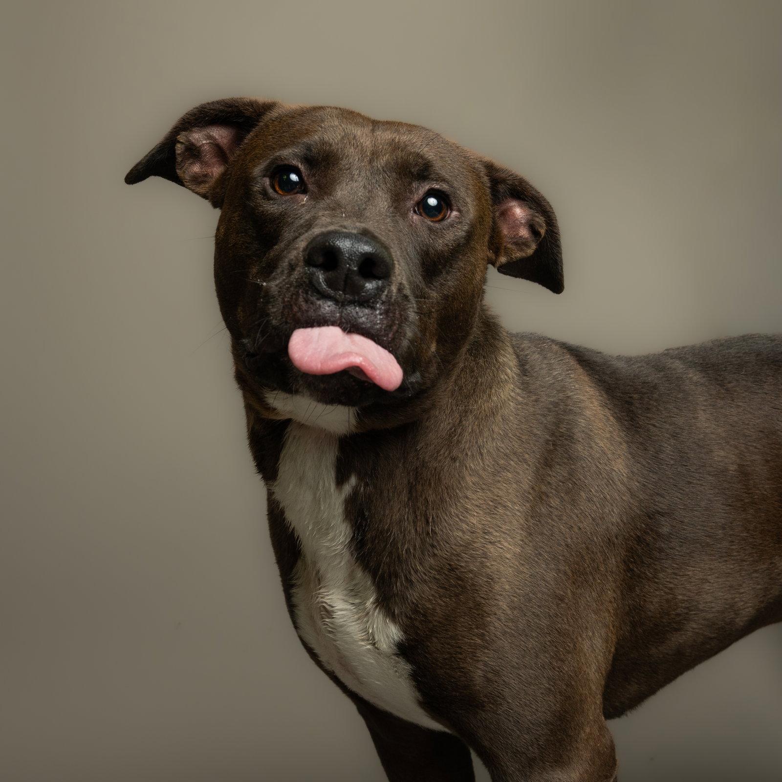 Jade, Adoptable, Adult Female Pit Bull Terrier.