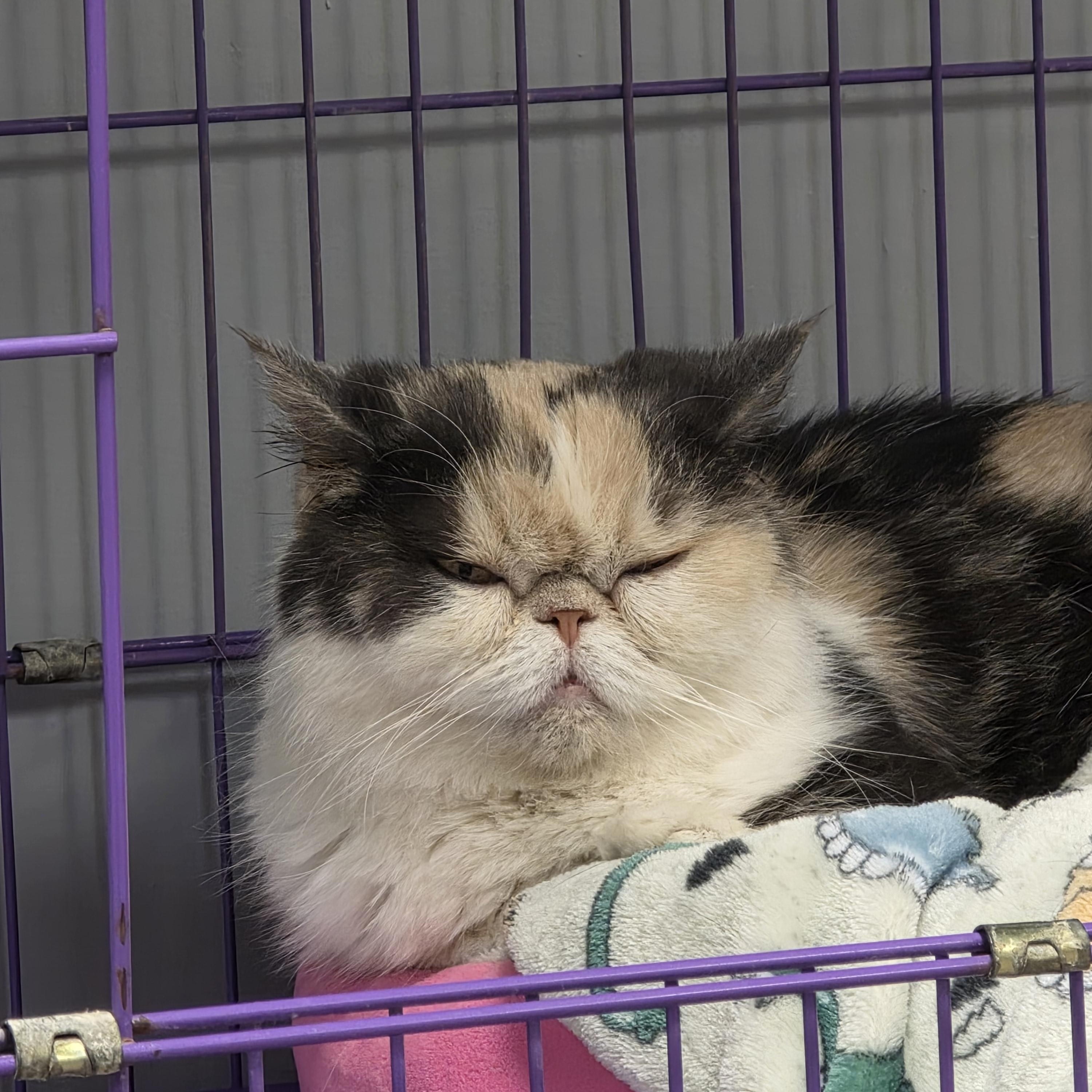 Angel, ADOPTABLE, Adult Female Exotic Shorthair.