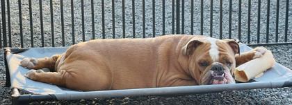 Mr. Moose thumbnail 2