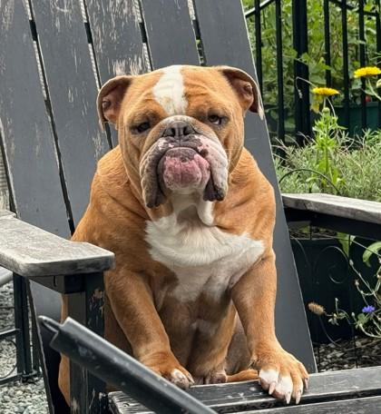 Mr. Moose thumbnail 3