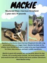 Enlarge Mackie, a ADOPTABLE mixed breed in Denton, TX image 2/3