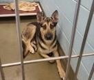 Enlarge Mackie, a ADOPTABLE mixed breed in Denton, TX image 3/3