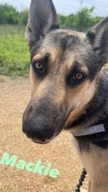 Enlarge Mackie, a ADOPTABLE mixed breed in Denton, TX image 1/3