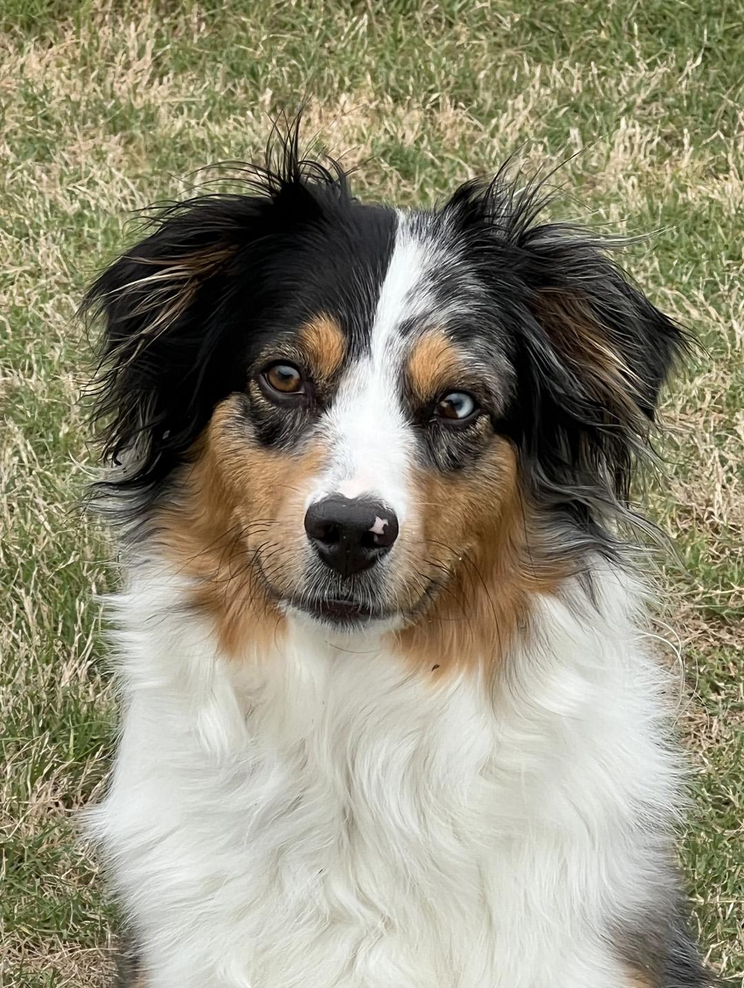 Holly, a ADOPTABLE Australian Shepherd in Fuquay Varina, NC image 4/6