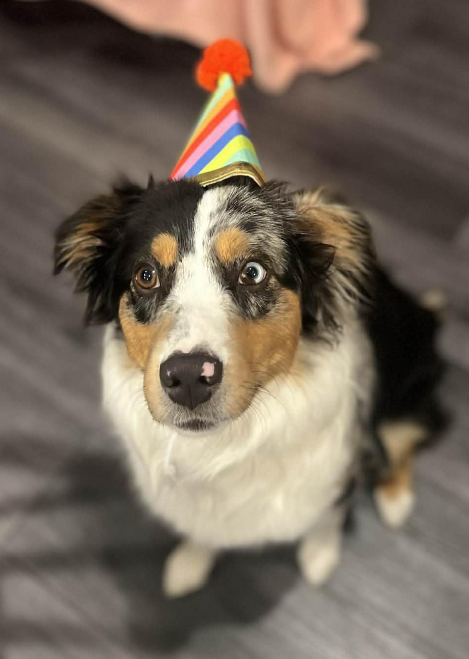 Holly, a ADOPTABLE Australian Shepherd in Fuquay Varina, NC image 6/6