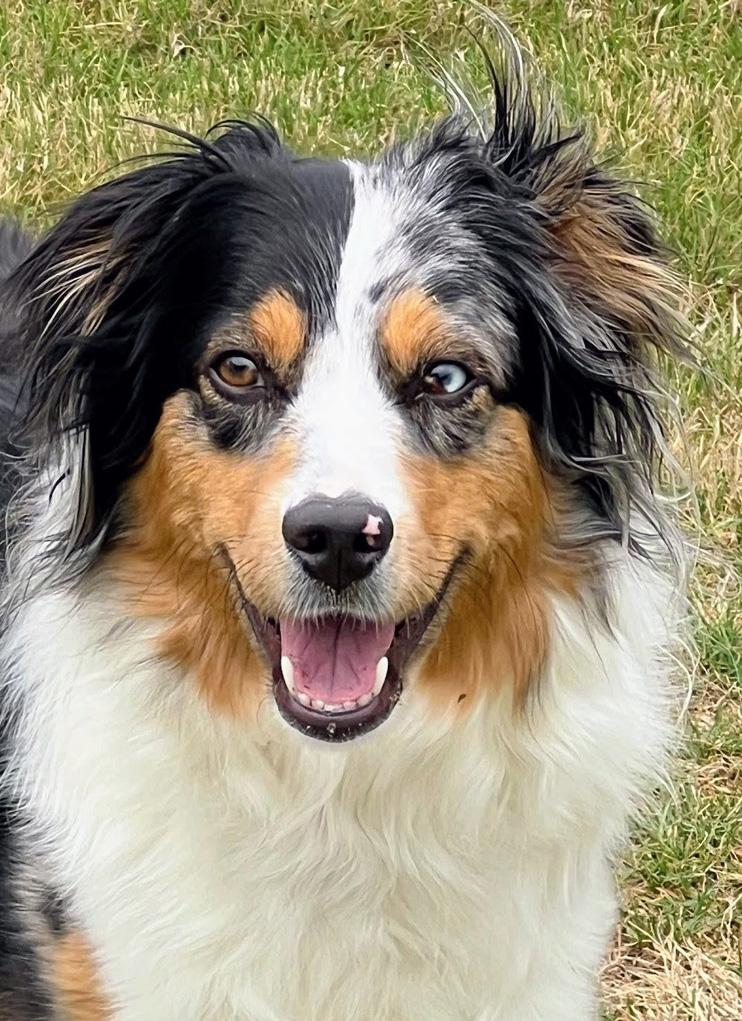Holly, ADOPTABLE, Young Female Australian Shepherd.