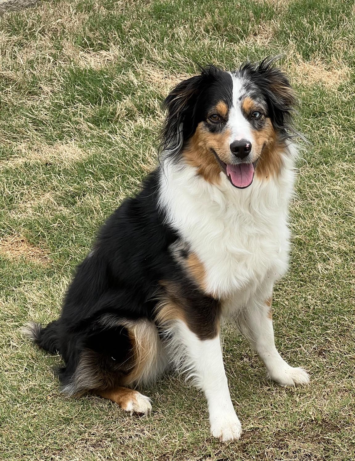 Holly, a ADOPTABLE Australian Shepherd in Fuquay Varina, NC image 3/6
