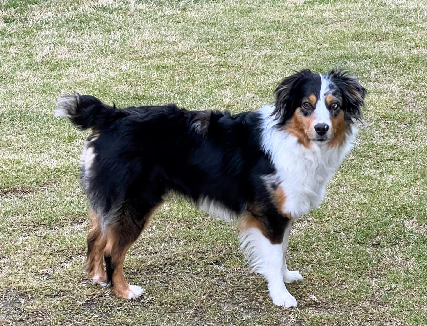 Holly, a ADOPTABLE Australian Shepherd in Fuquay Varina, NC image 5/6