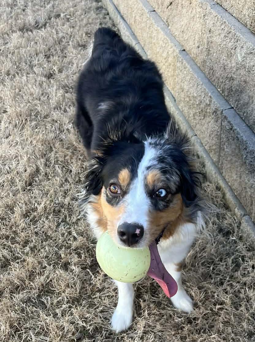 Holly, a ADOPTABLE Australian Shepherd in Fuquay Varina, NC image 2/6