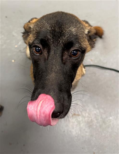 HONEY, Adoptable, Young Female Belgian Shepherd / Malinois & Mixed Breed.