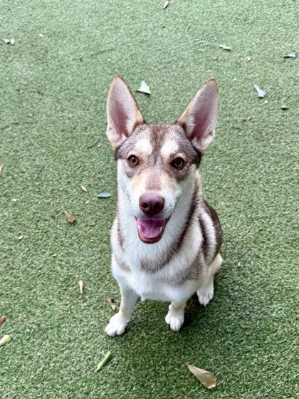 Wile E, a Adoptable mixed breed in Picayune, MS image 1/3