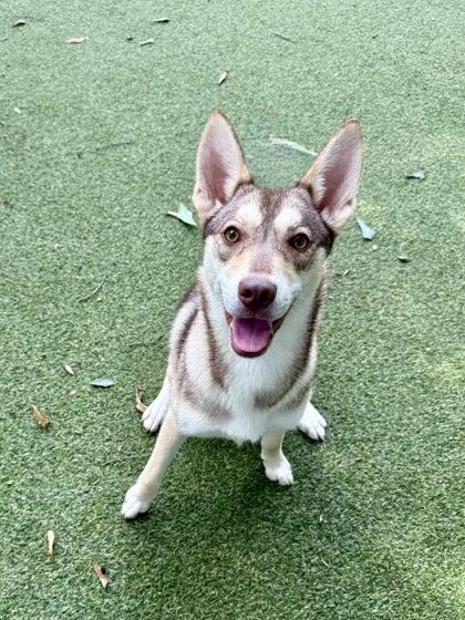 Wile E, a Adoptable mixed breed in Picayune, MS image 2/3