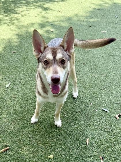 Wile E, a Adoptable mixed breed in Picayune, MS image 3/3