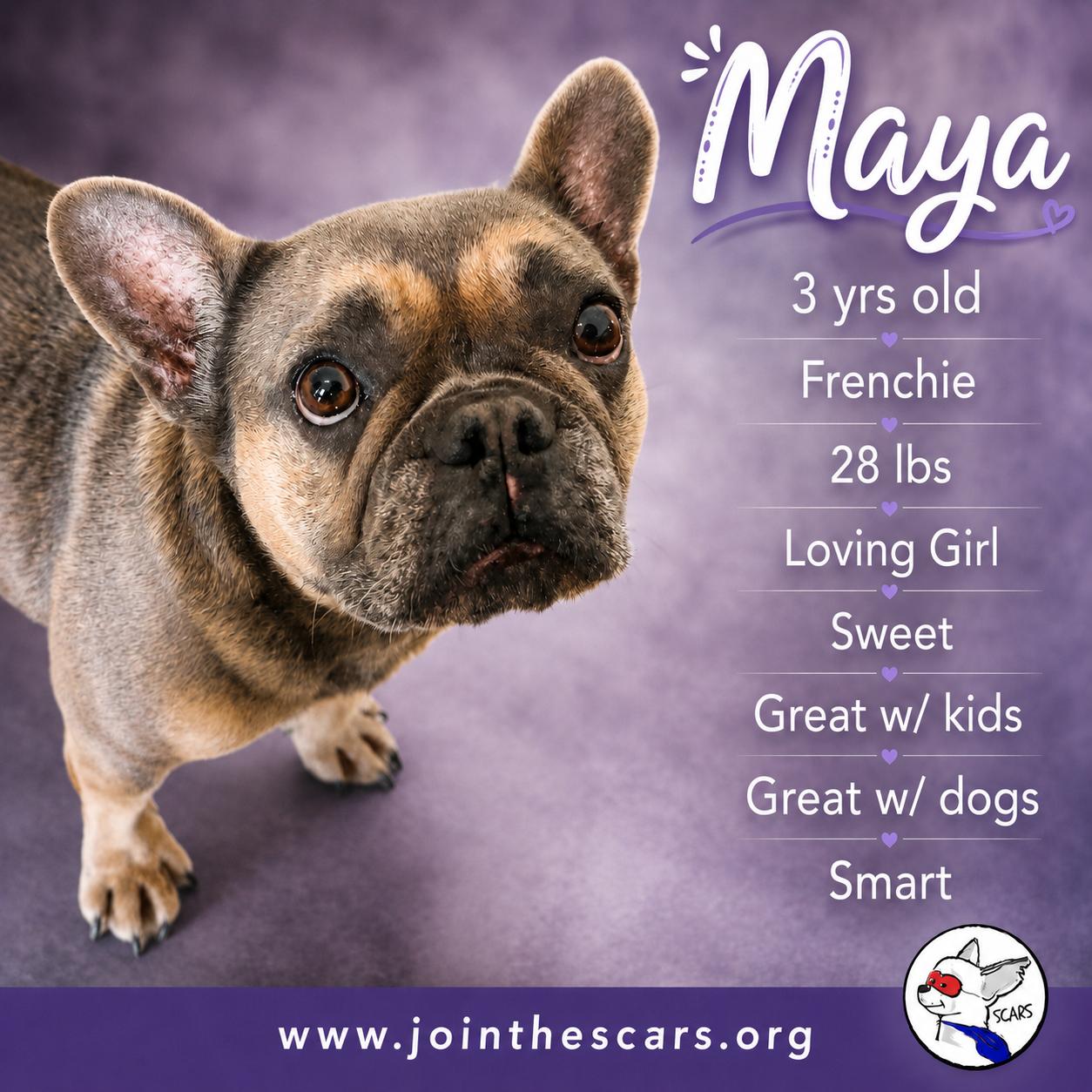 Enlarge Maya, a Adoptable French Bulldog in Glendora, CA image 1/6