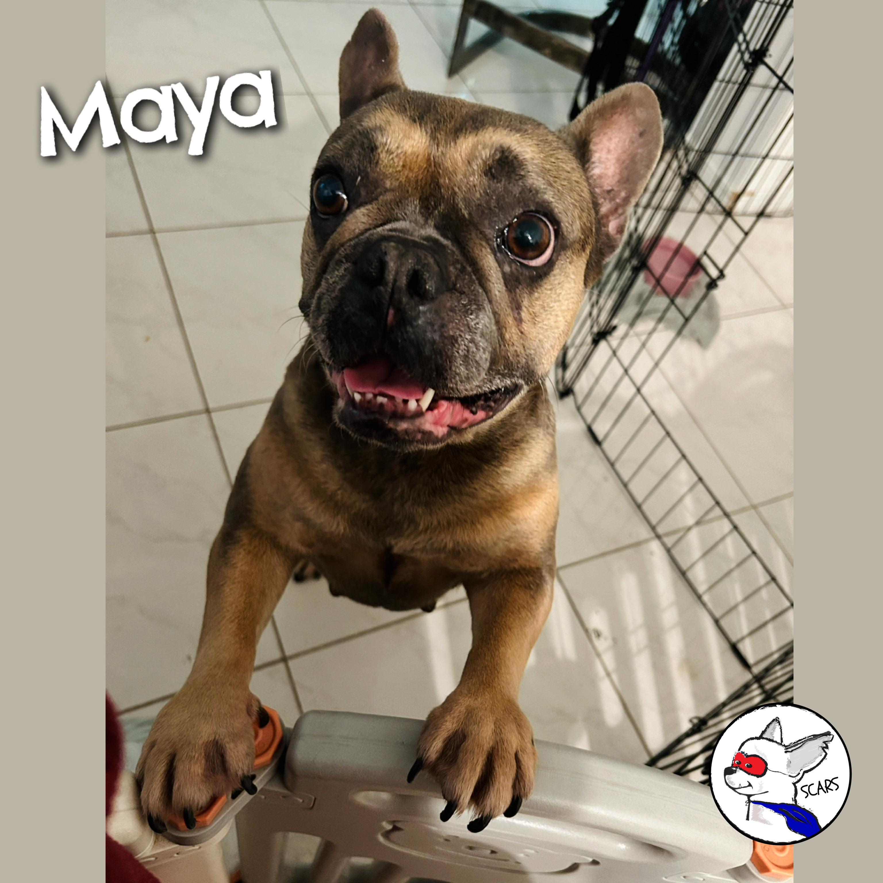 Enlarge Maya, a Adoptable French Bulldog in Glendora, CA image 2/6
