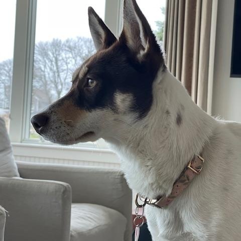 Enlarge GINGER, a Adopted mixed breed in Morris, NY image 2/4