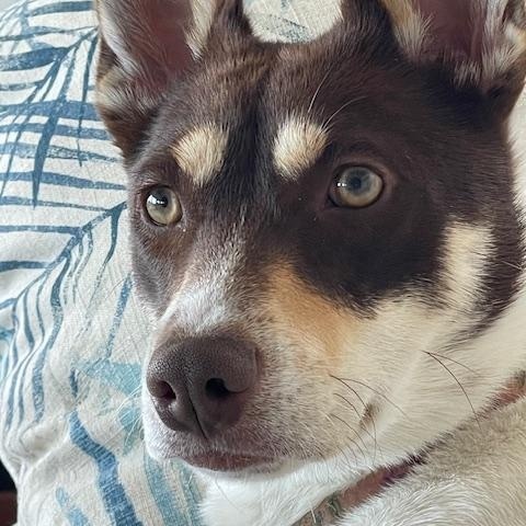 GINGER, Adopted, Young Female Feist & Jack Russell Terrier.