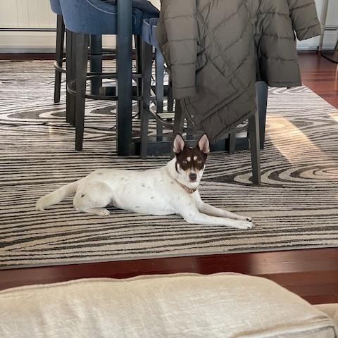 Enlarge GINGER, a Adopted mixed breed in Morris, NY image 3/4