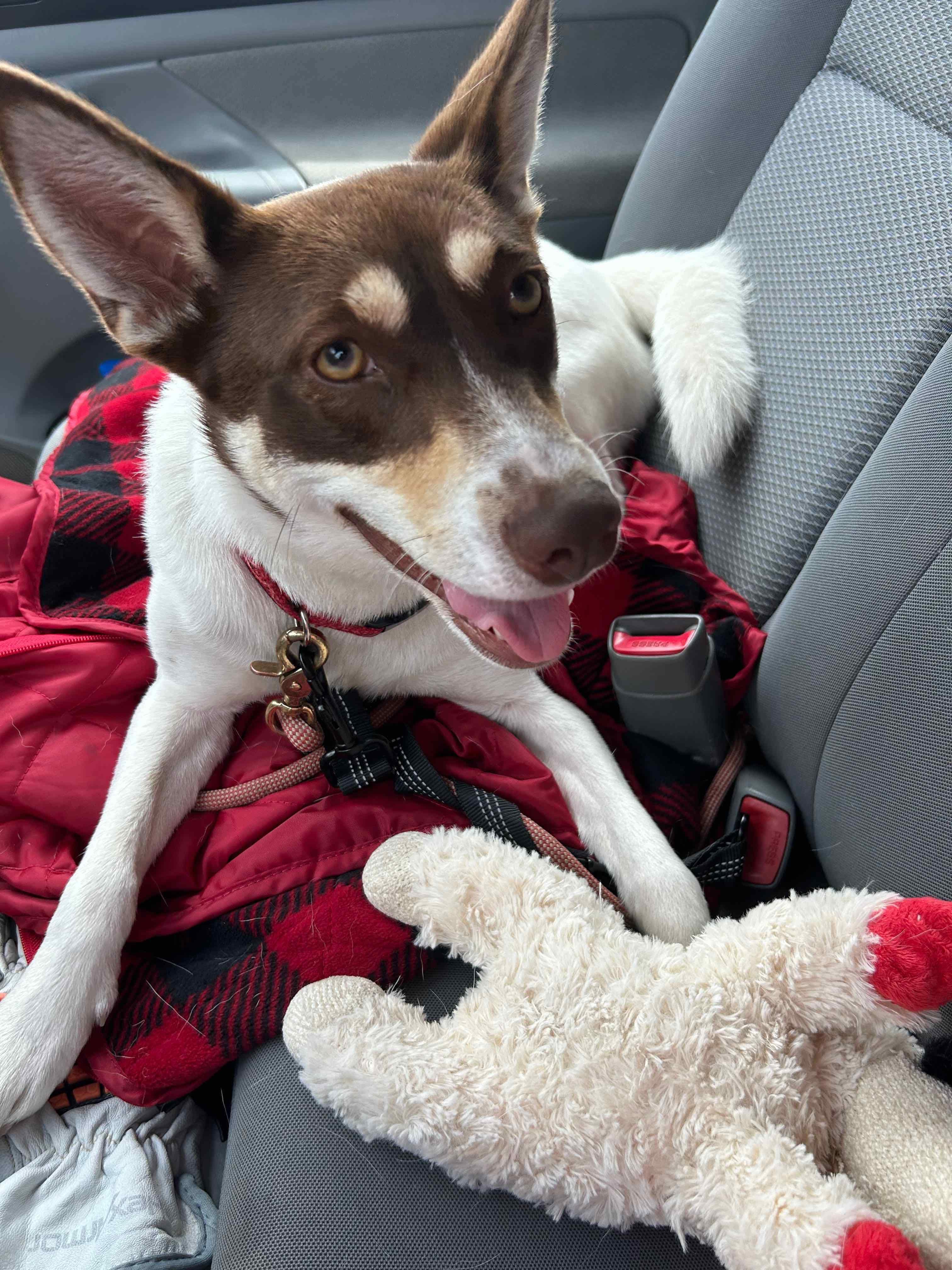 Enlarge GINGER, a Adopted mixed breed in Morris, NY image 4/4
