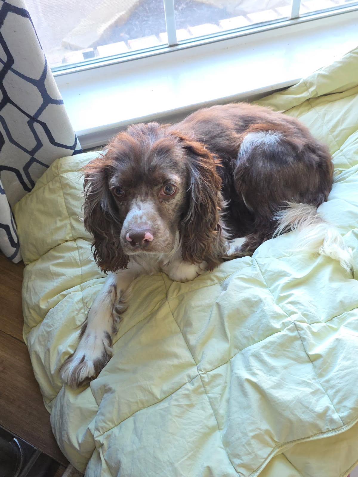 Chino, Adoptable, Adult Male Cocker Spaniel.