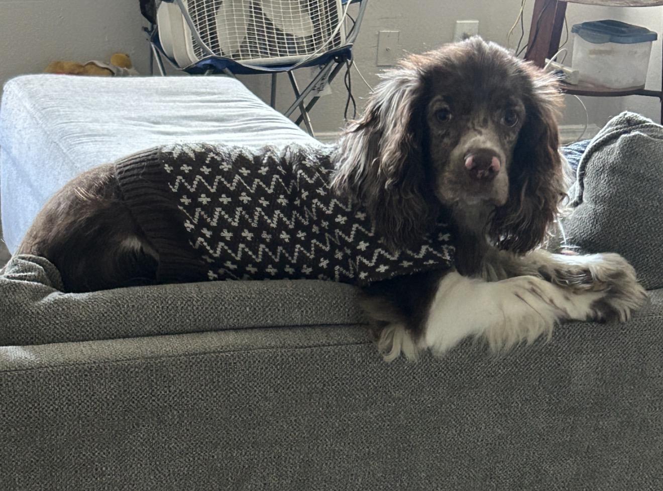 Enlarge Chino, a Adoptable Cocker Spaniel in Houston, TX image 1/3