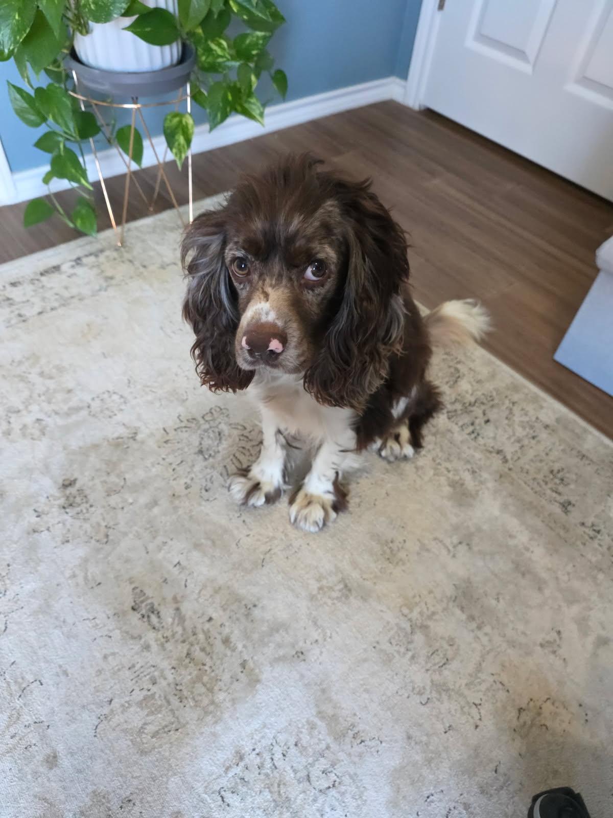 Chino, a Adoptable Cocker Spaniel in Houston, TX image 5/5