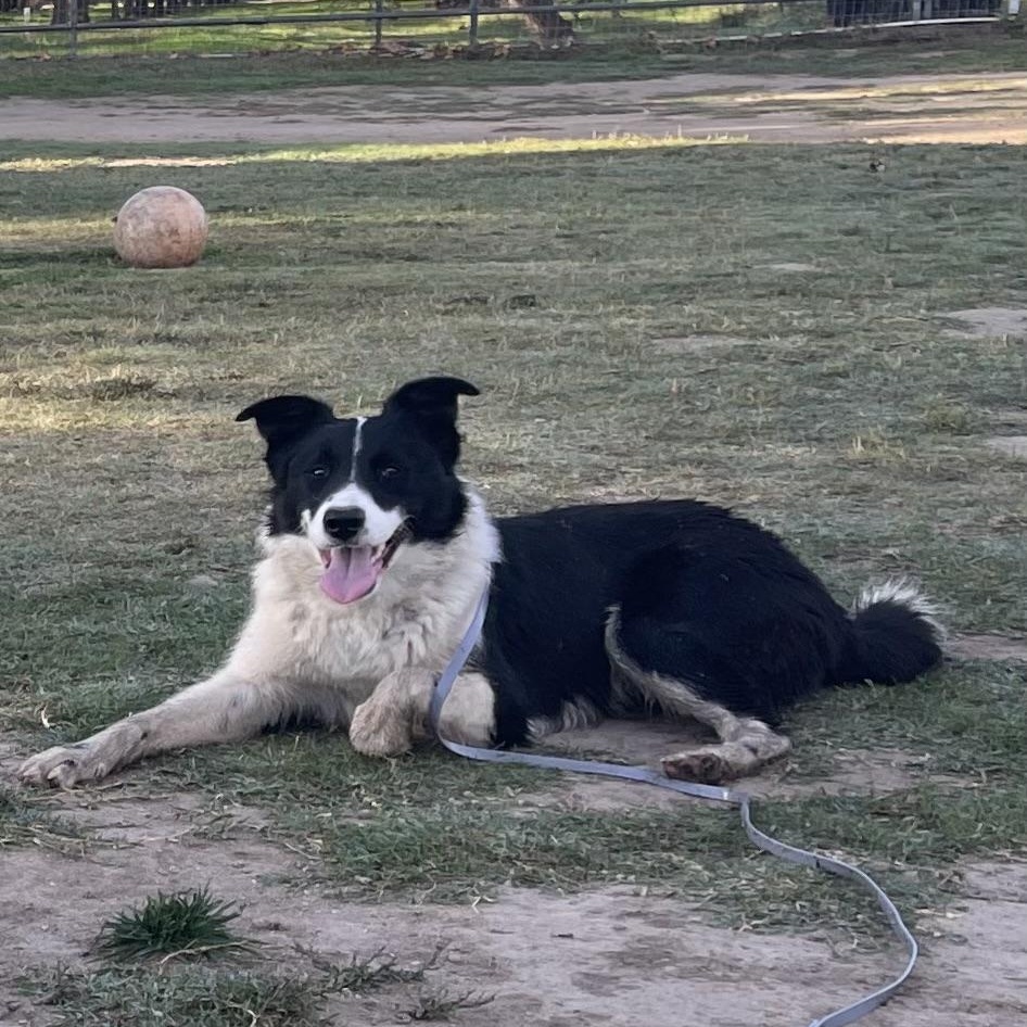 Enlarge Ziggy, a Adopted Border Collie in Manteca, CA image 2/6