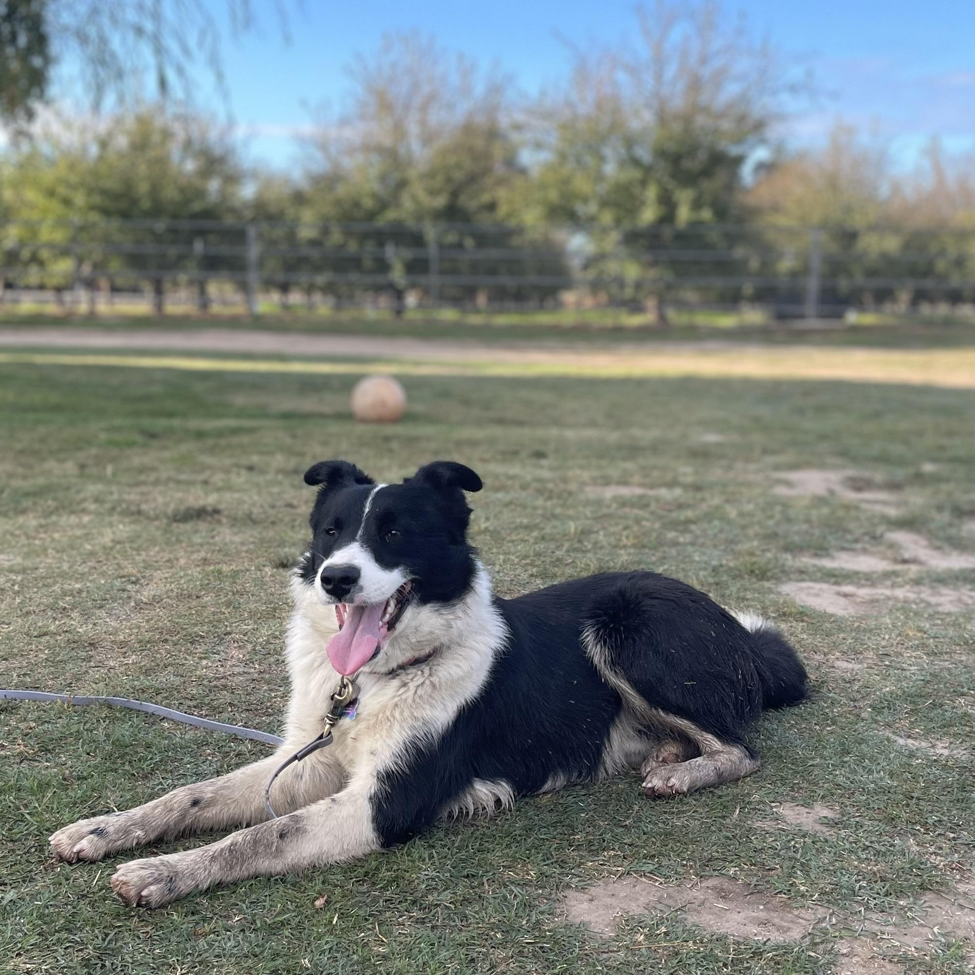 Enlarge Ziggy, a Adopted Border Collie in Manteca, CA image 4/6