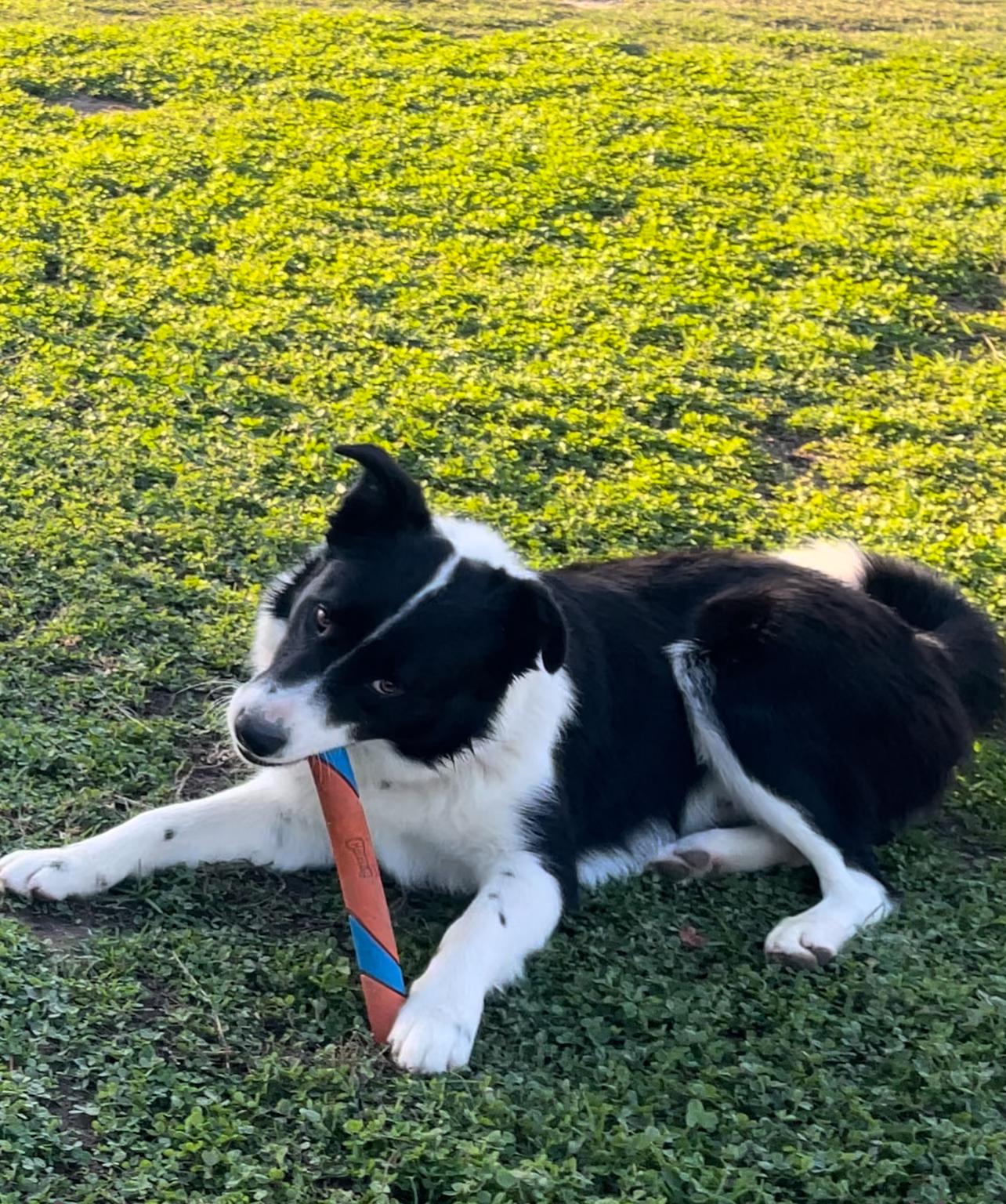 Ziggy, Adopted, Young Male Border Collie.