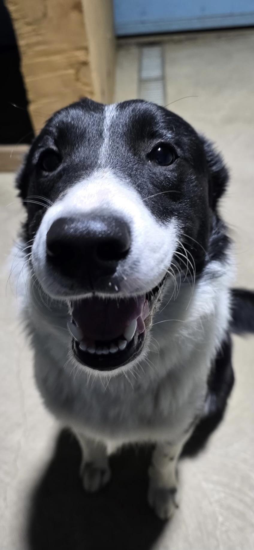 Enlarge Ziggy, a Adopted Border Collie in Manteca, CA image 6/6