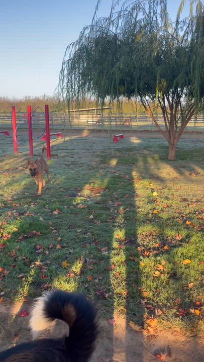 Enlarge Ziggy, a Adopted Border Collie in Manteca, CA video 3/6