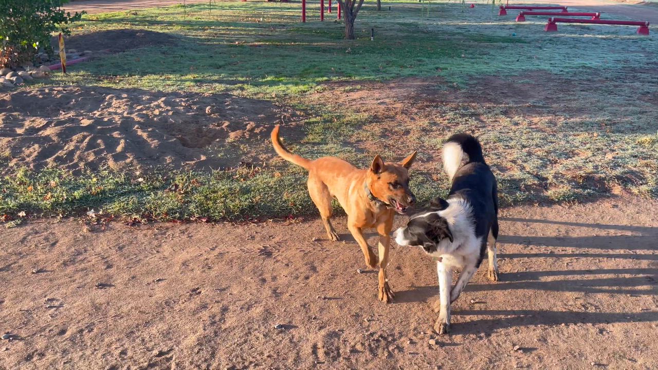 Enlarge Ziggy, a Adopted Border Collie in Manteca, CA video 5/6